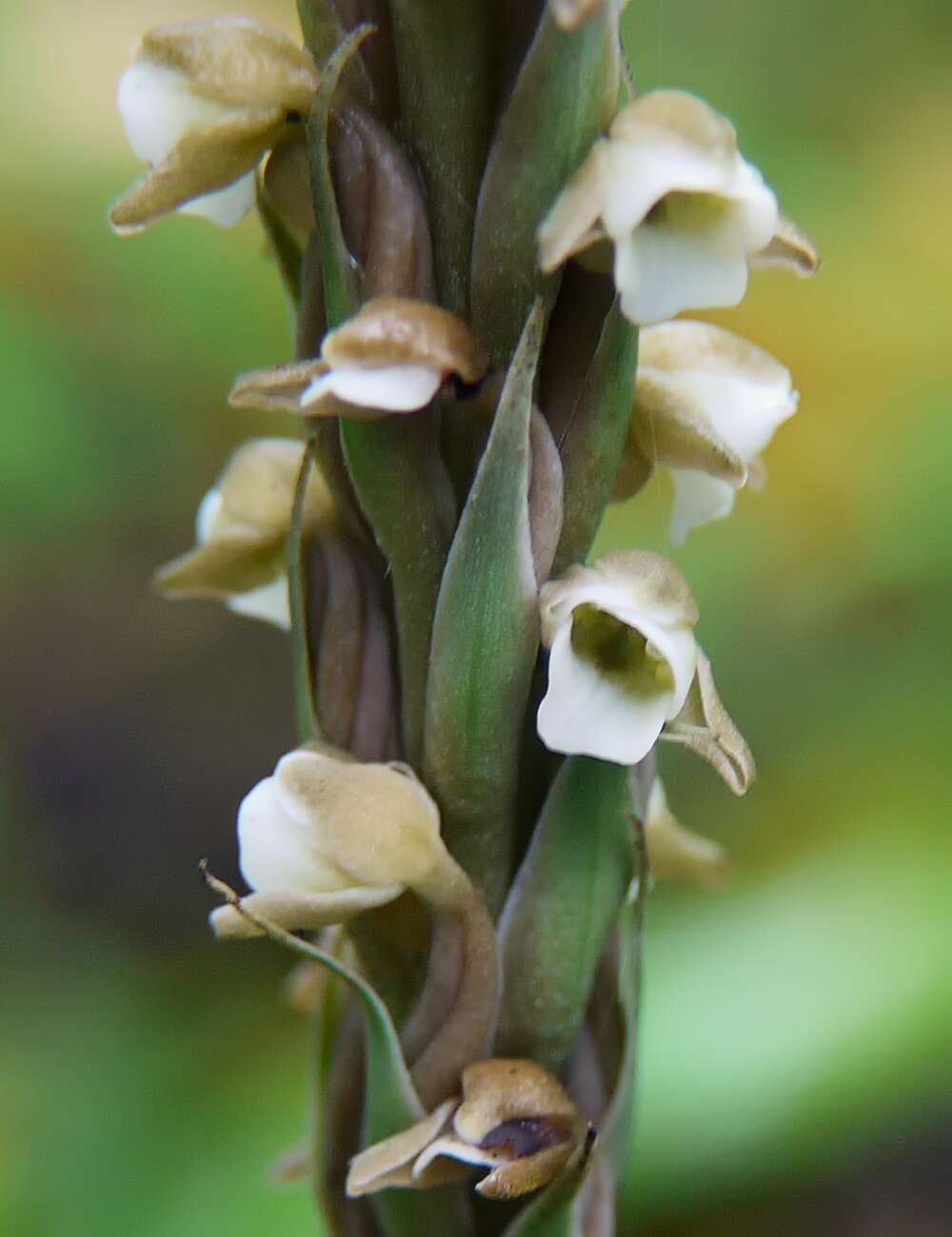 Image of Surrounded column orchid