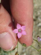 Image of broad-leaf gilia