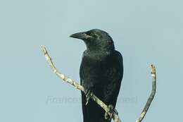 Image of Cuban Crow