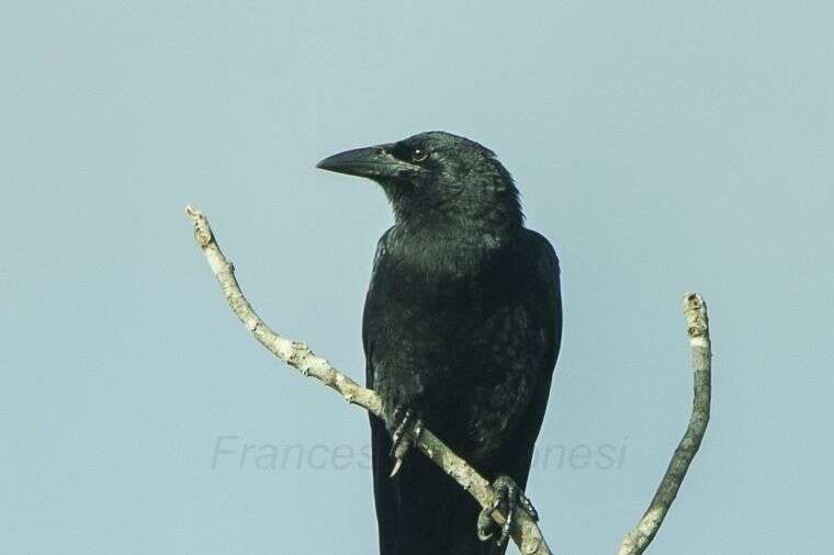 Image of Cuban Crow