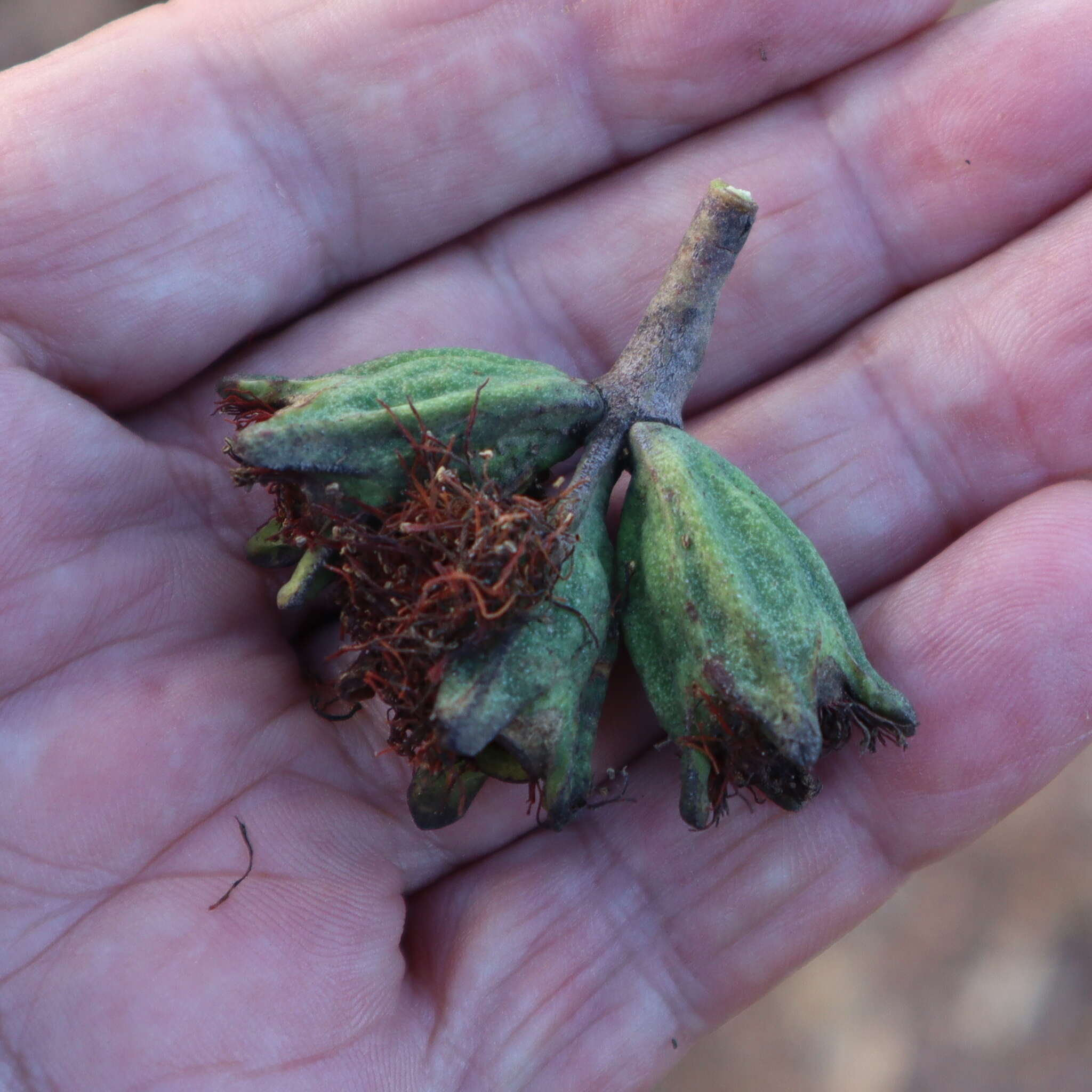 Слика од Eucalyptus megasepala A. R. Bean