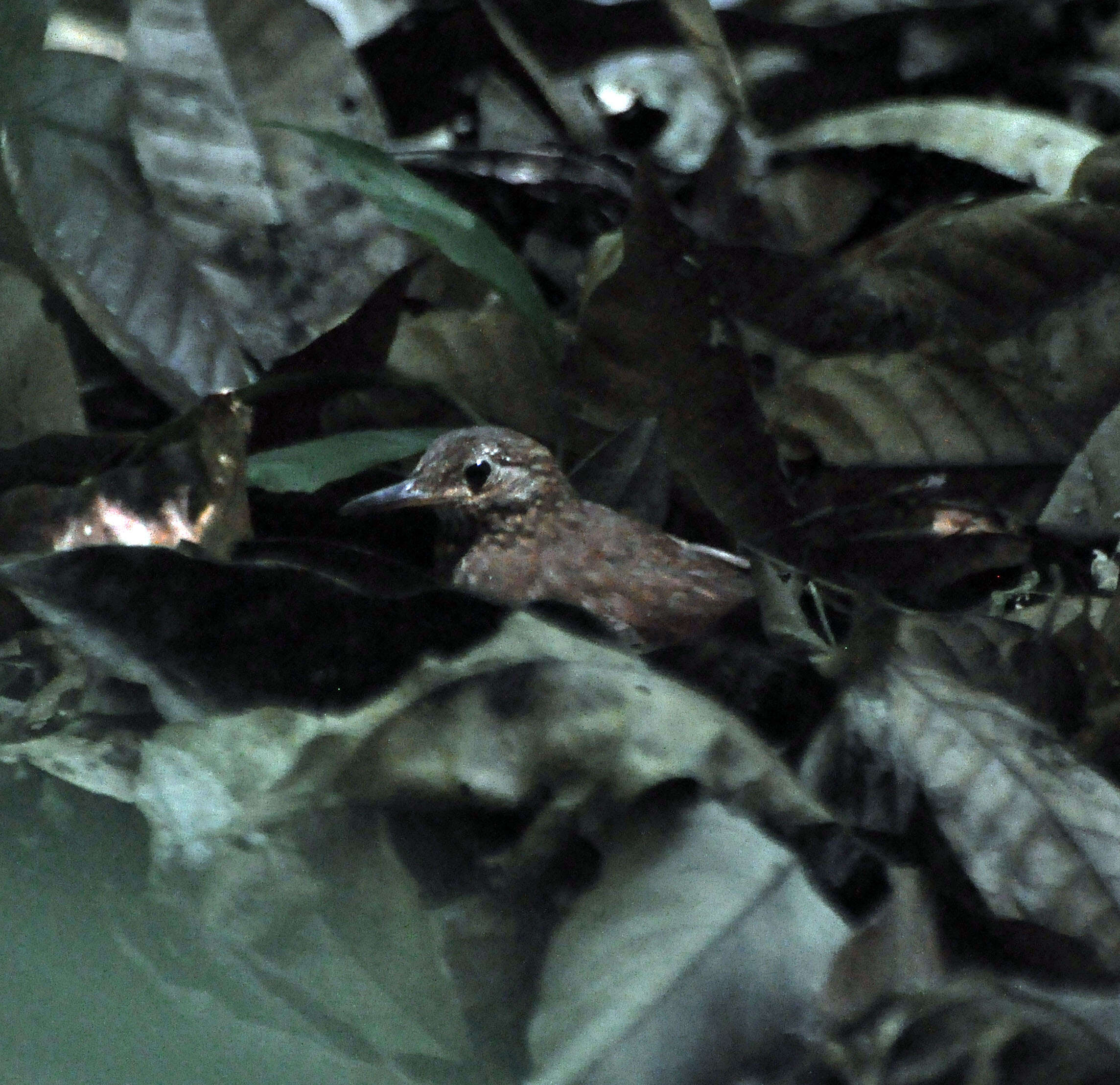 Image of Scaly-throated Leaftosser