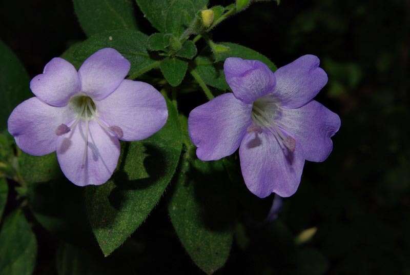 Imagem de Barleria obtusa Nees