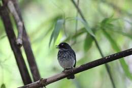 Image of White-browed Forest Flycatcher