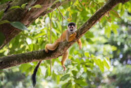 Image of Black-crowned Central American Squirrel Monkey