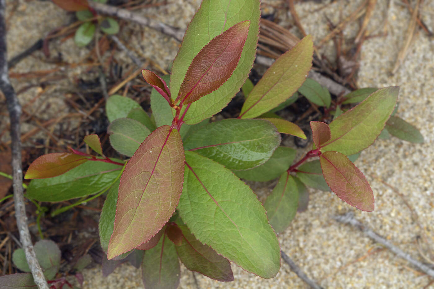 Image of Japanese poplar