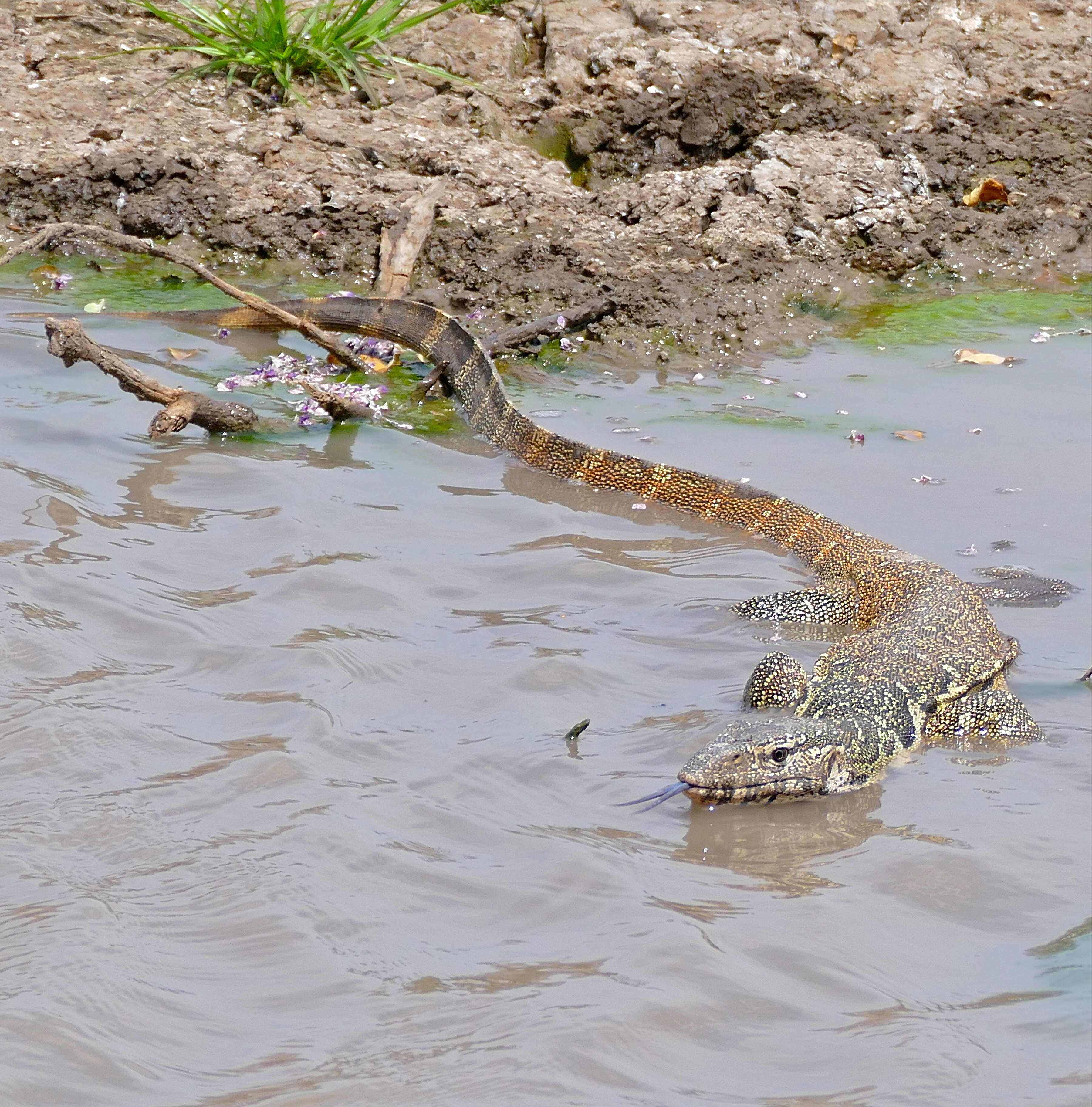 Image of Varanus niloticus