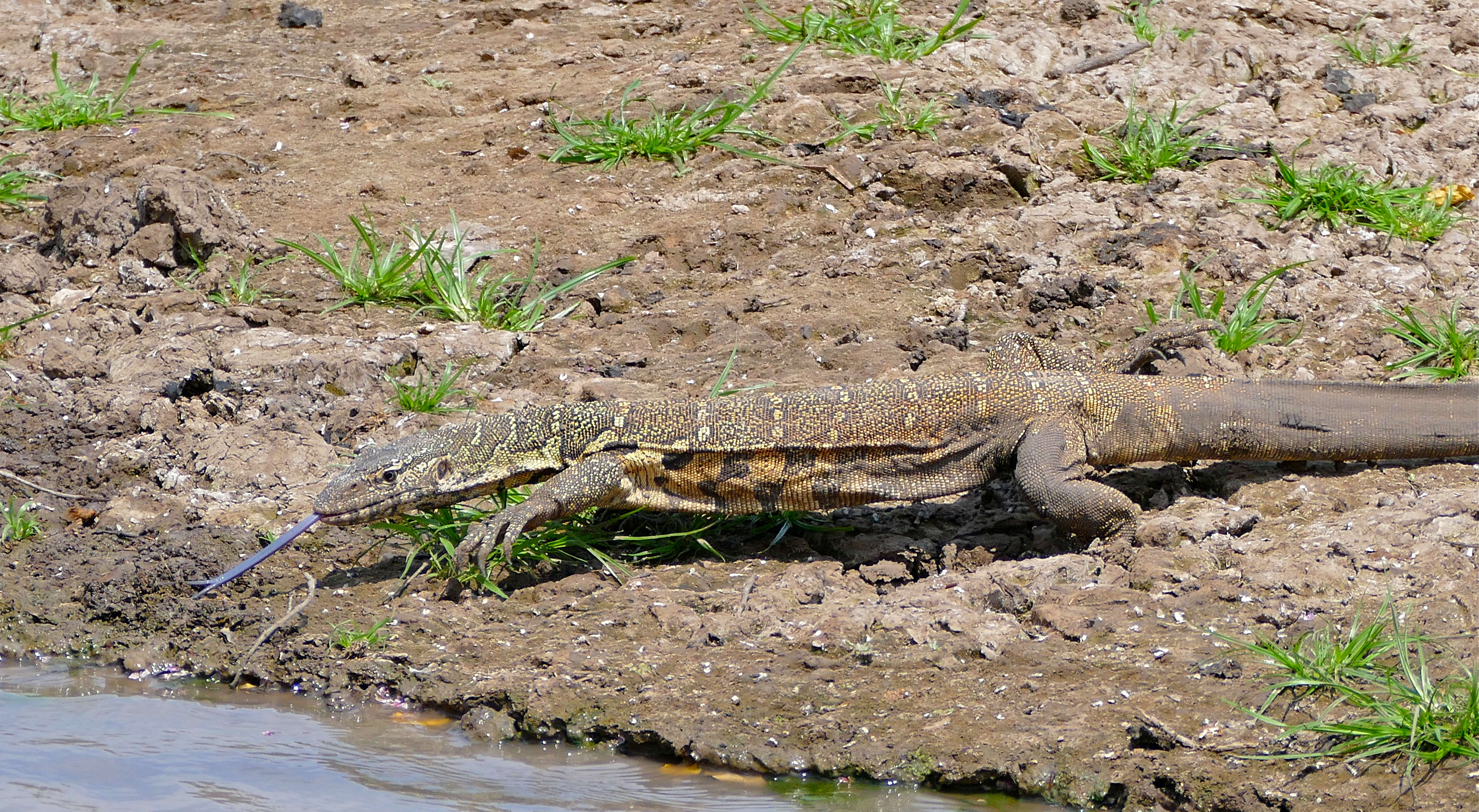 Image of Varanus niloticus