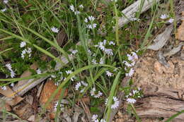 Image of Scaevola albida (Smith) Druce