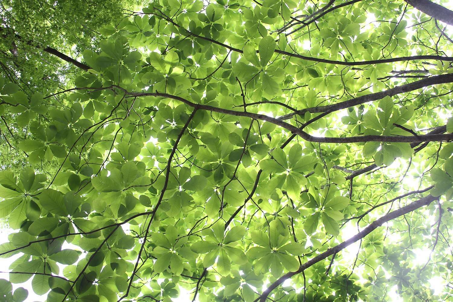 Image of Japanese Big Leaf Magnolia