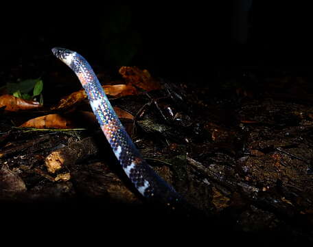 Image de Atractus badius (F. Boie 1827)