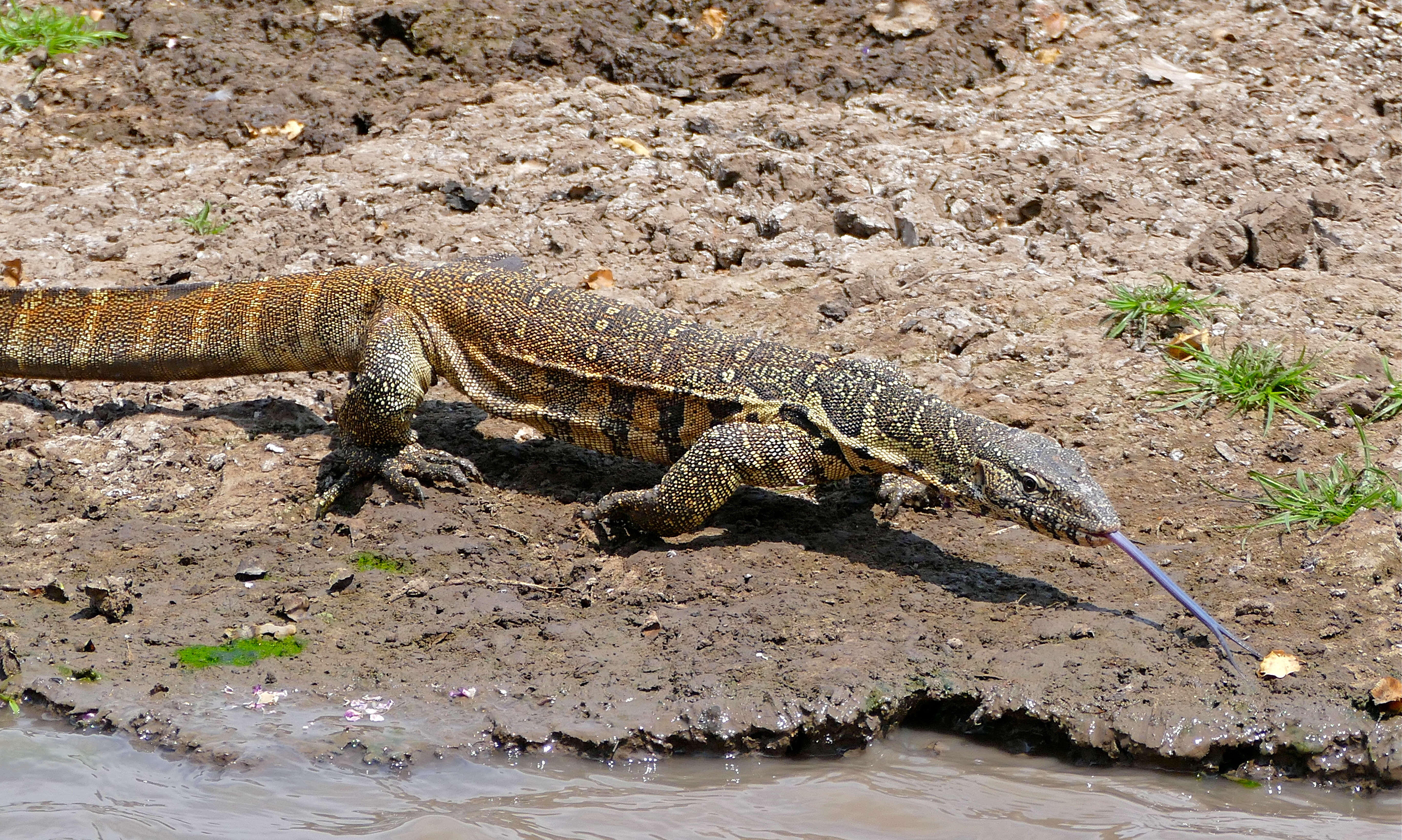 Image of Varanus niloticus