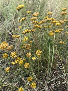 Image of Athanasia juncea (DC.) D. Dietr.