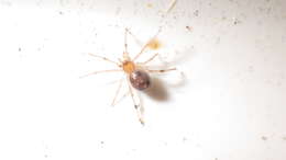 Image of Coleosoma