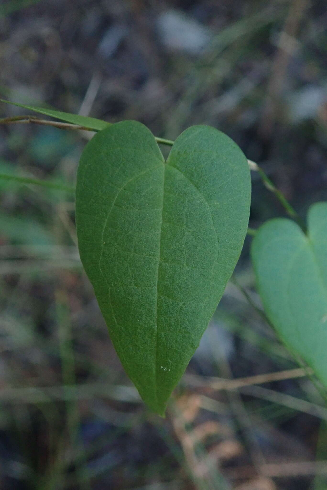 صورة Dioscorea burchellii Baker