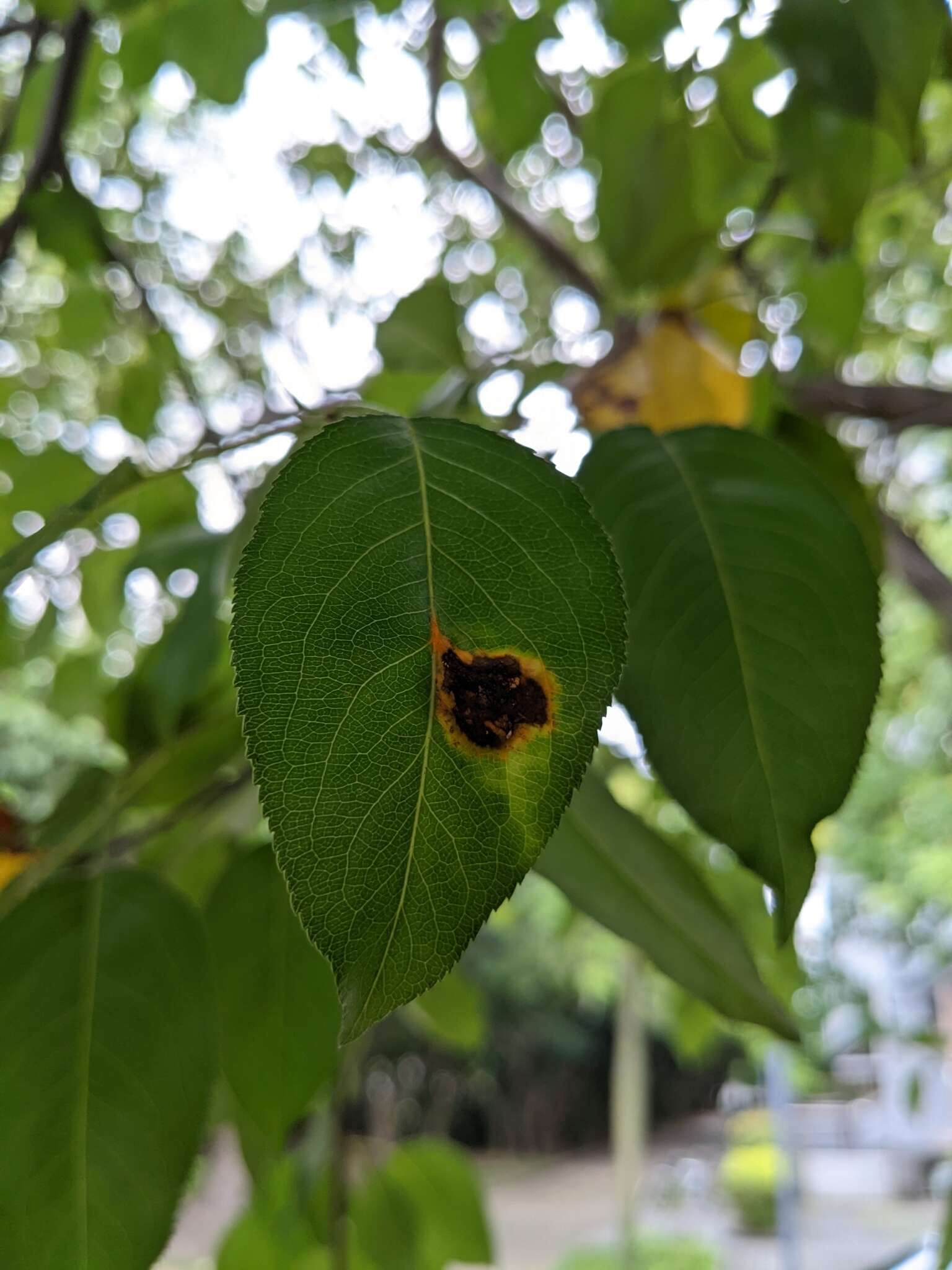 Image of Japanese pear rust