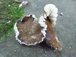 Image of Lactarius gerardii Peck 1873