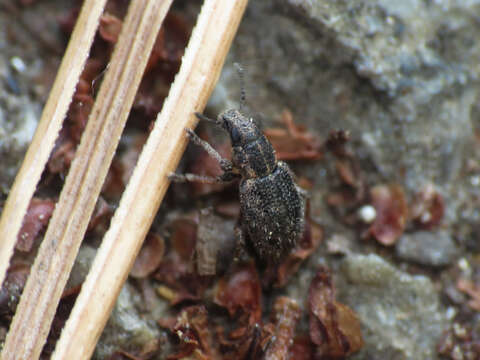 Image of Clover Root Weevil