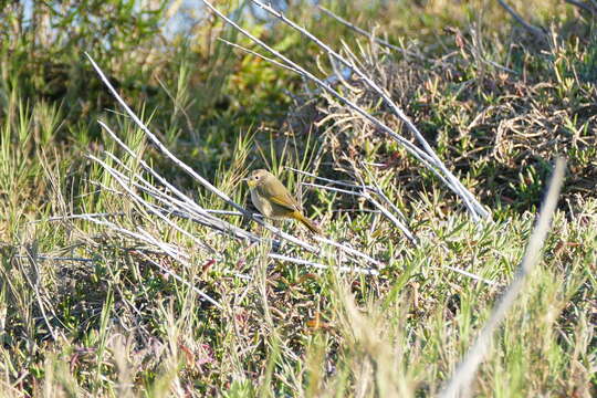 Image of Common Yellowthroat