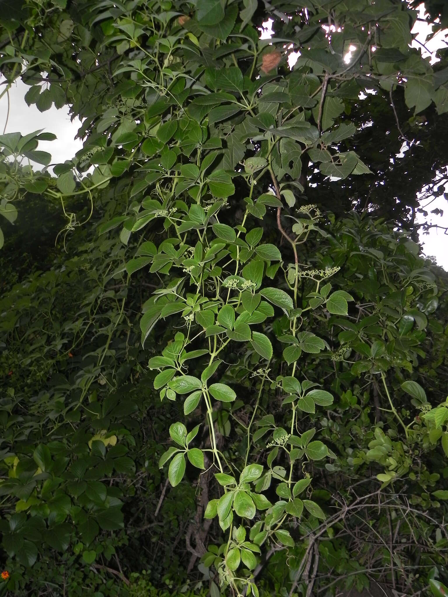 Cayratia auriculata (Roxb.) Gamble resmi