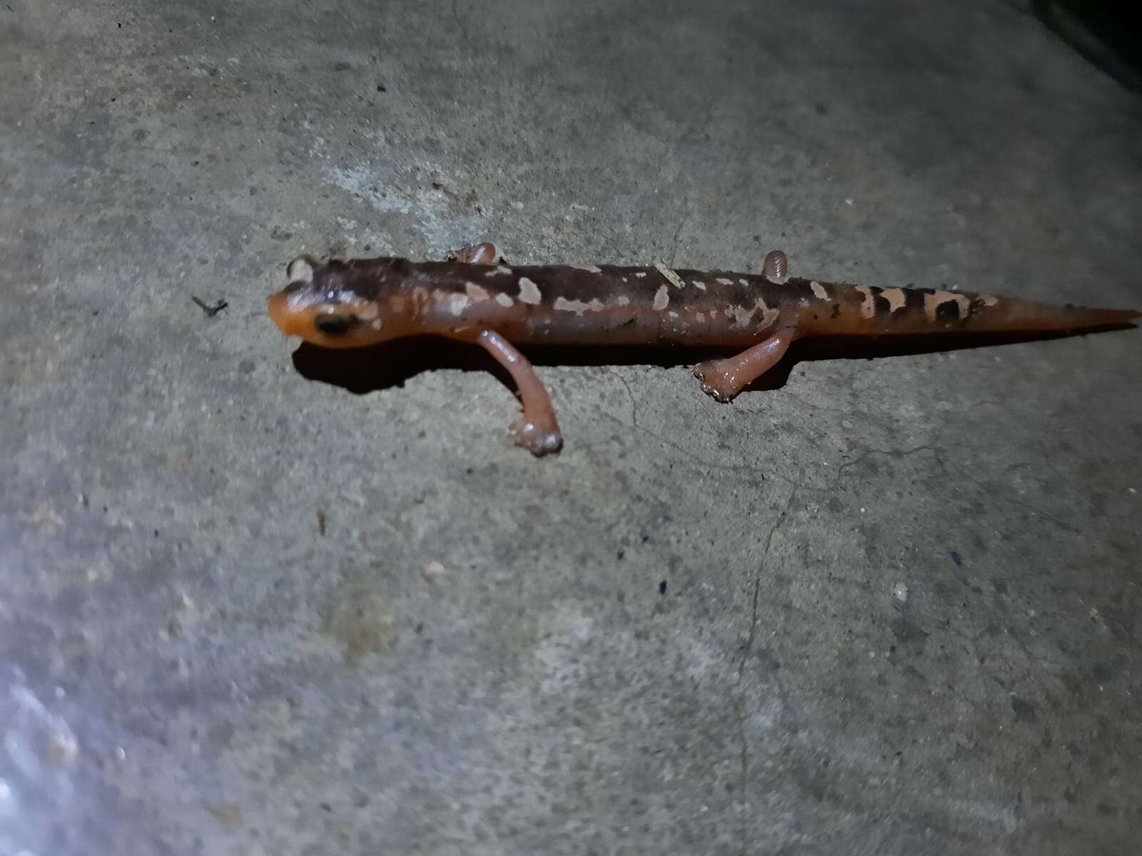 Imagem de Bolitoglossa flaviventris (Schmidt 1936)