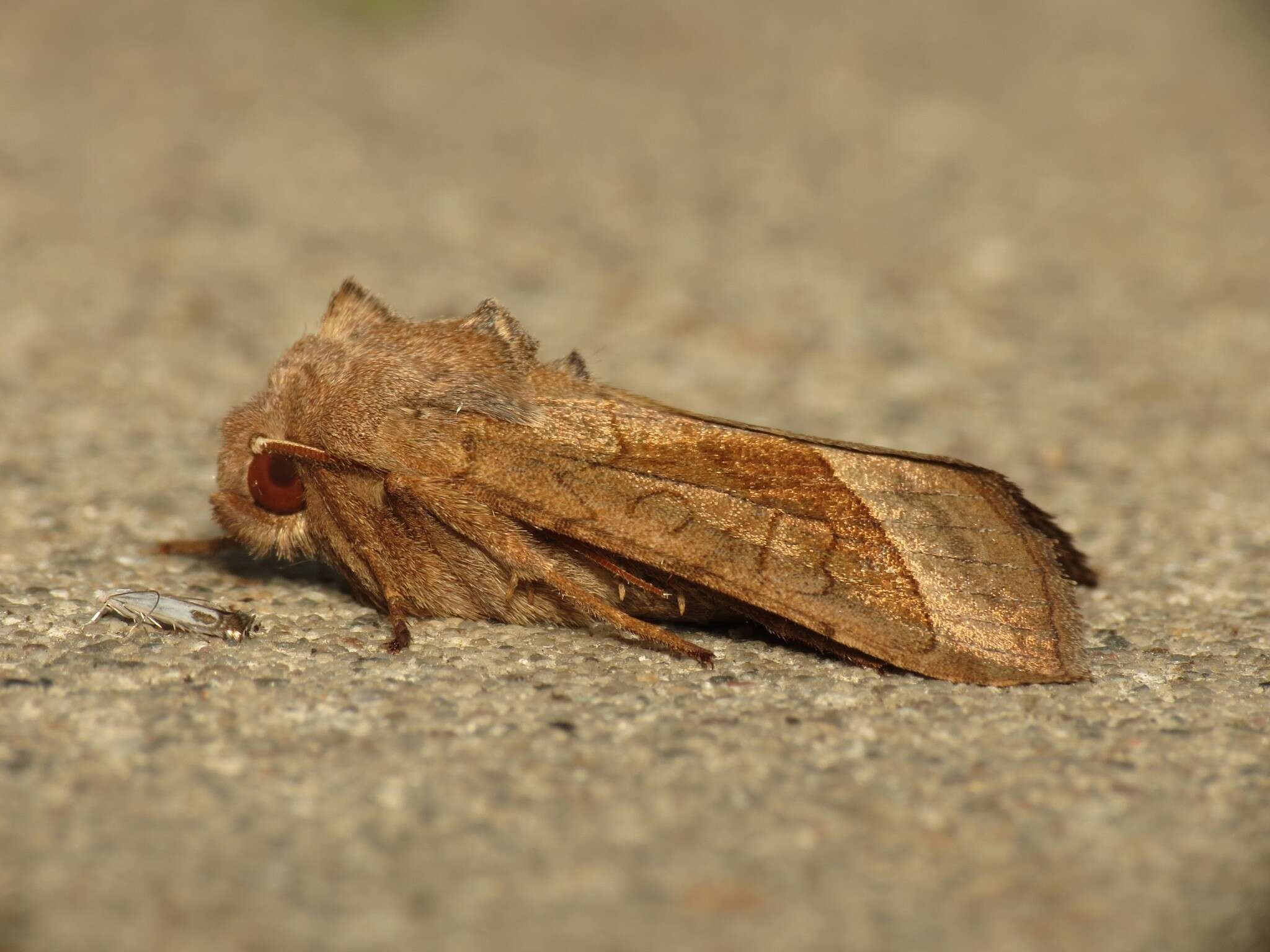 Image of rosy rustic