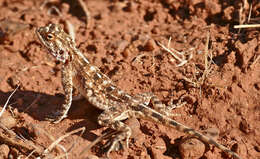 Image of Ground Agama