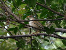 Image of Pale Thrush