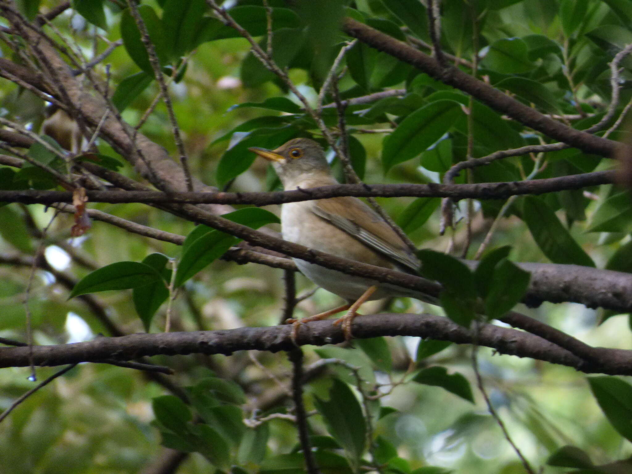 Image of Pale Thrush