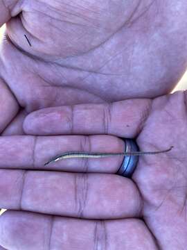 Image of American Gulf Pipefish