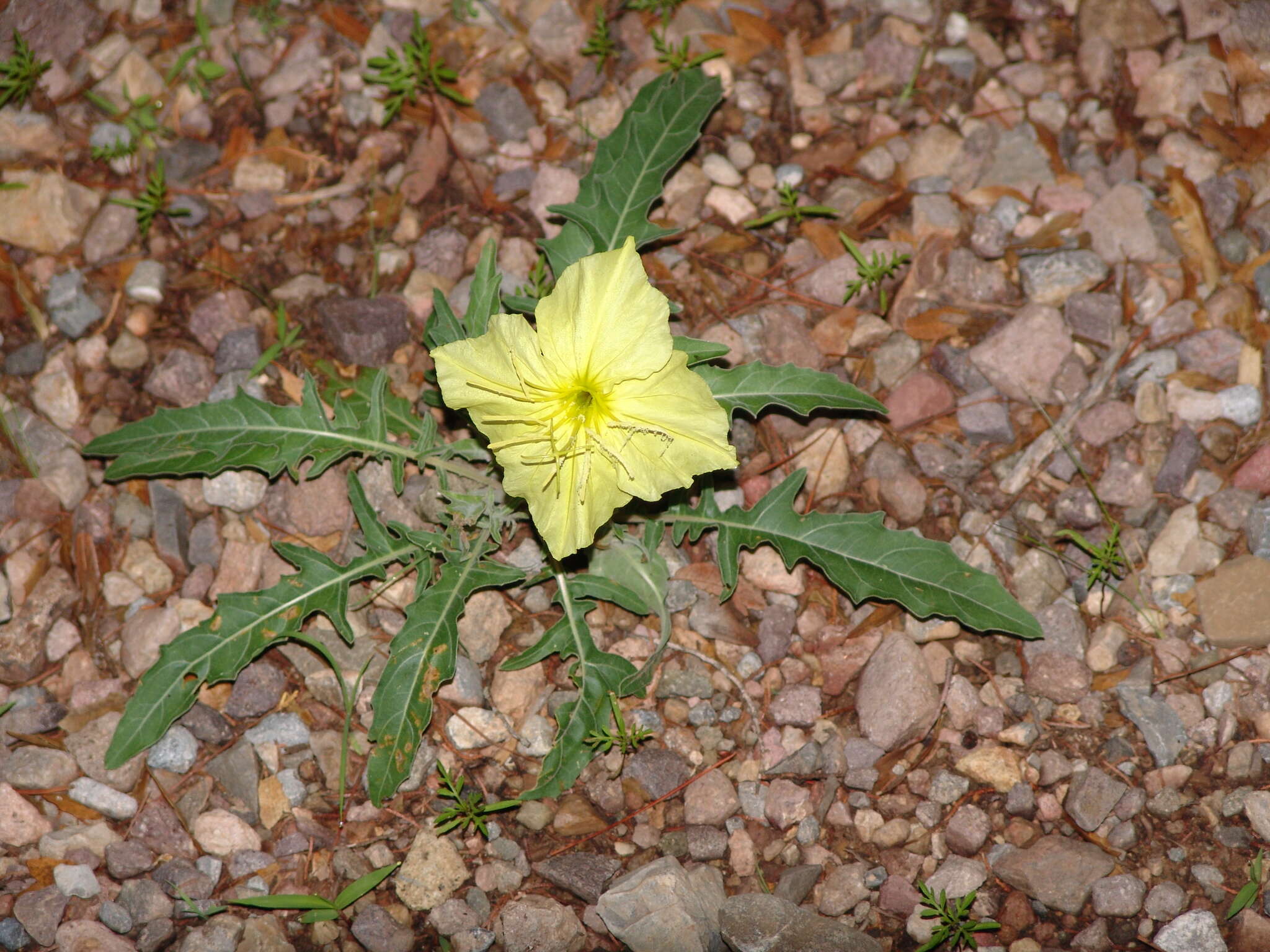 Plancia ëd Oenothera brachycarpa A. Gray