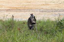 Image of Collared Mangabey