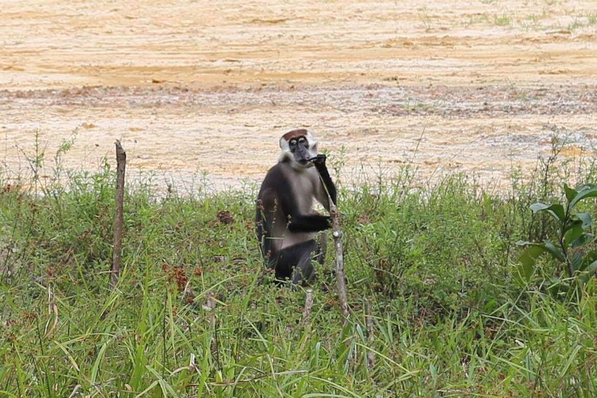 Image of Collared Mangabey