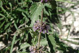 Слика од Marrubium catariifolium Desr.