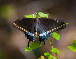 Sivun Papilio caiguanabus Poey 1852 kuva