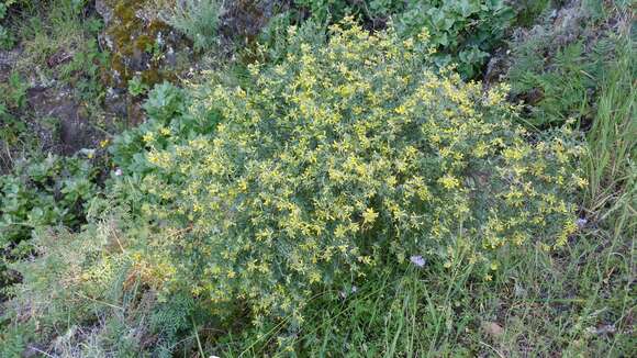 Image of <i>Acmispon dendroideus</i> var. <i>traskiae</i>