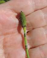 Image of Equisetum ramosissimum subsp. ramosissimum