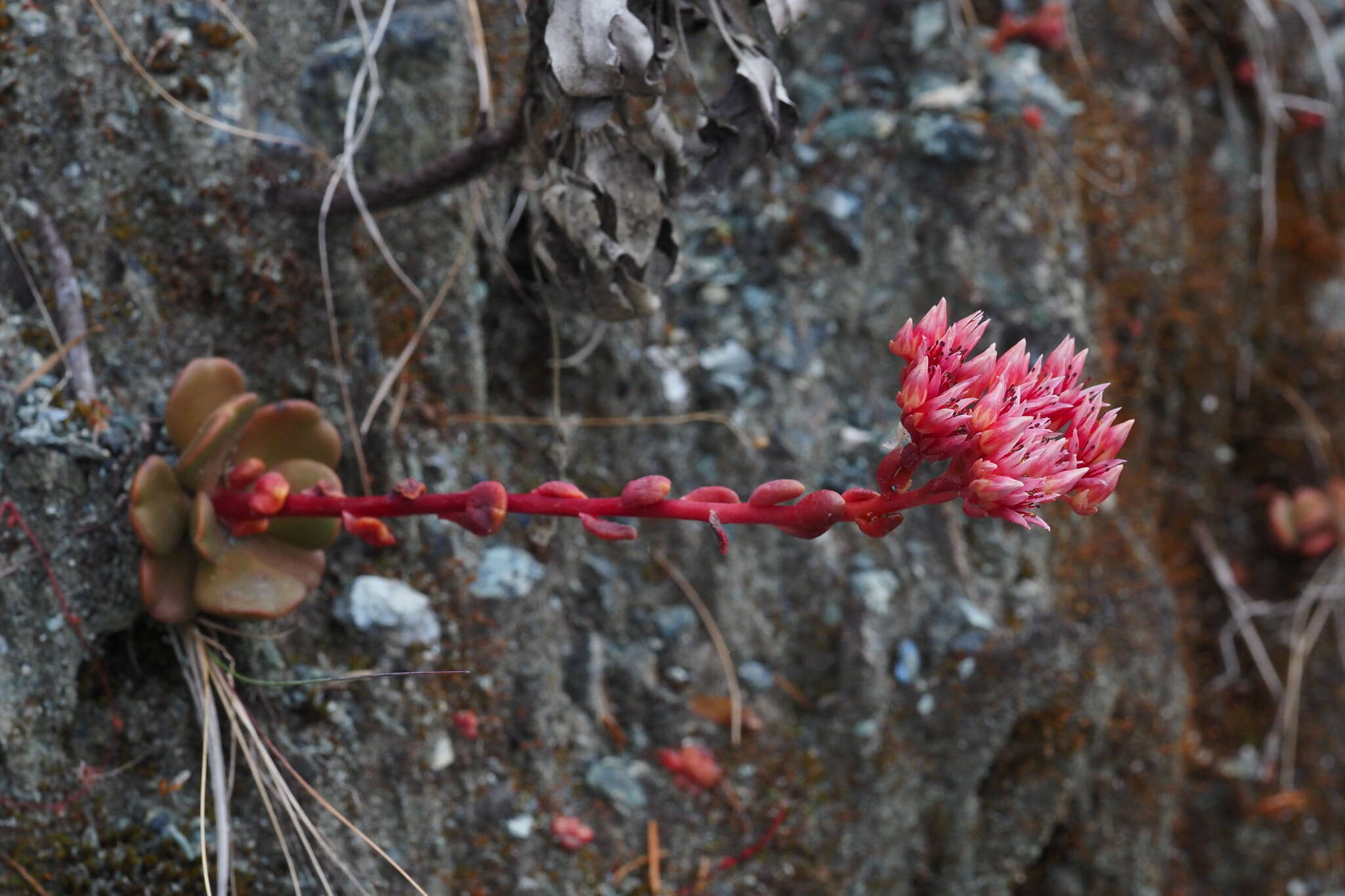 Image of roseflower stonecrop