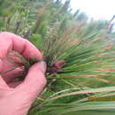 Image of Pinus radiata var. radiata