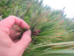 Image of Pinus radiata var. radiata