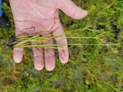 Слика од Fimbristylis autumnalis (L.) Roem. & Schult.