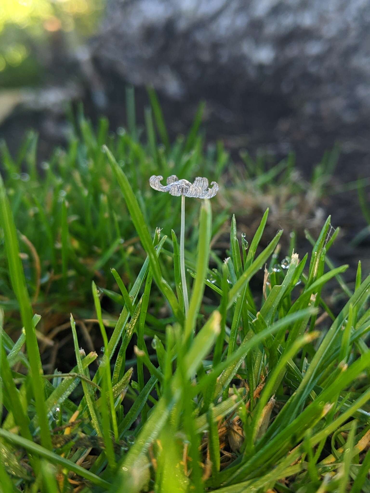 Imagem de Coprinopsis friesii (Quél.) P. Karst. 1881