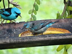 Image of Black-legged Dacnis