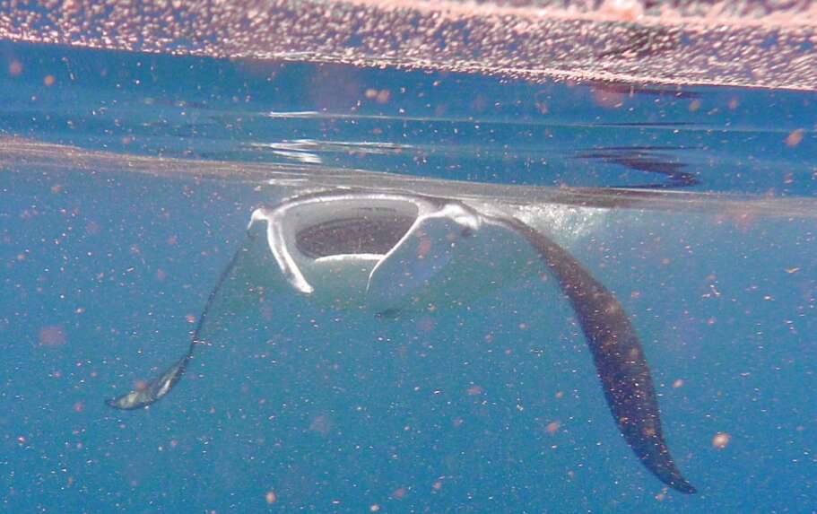 Image of Coastal Manta Ray