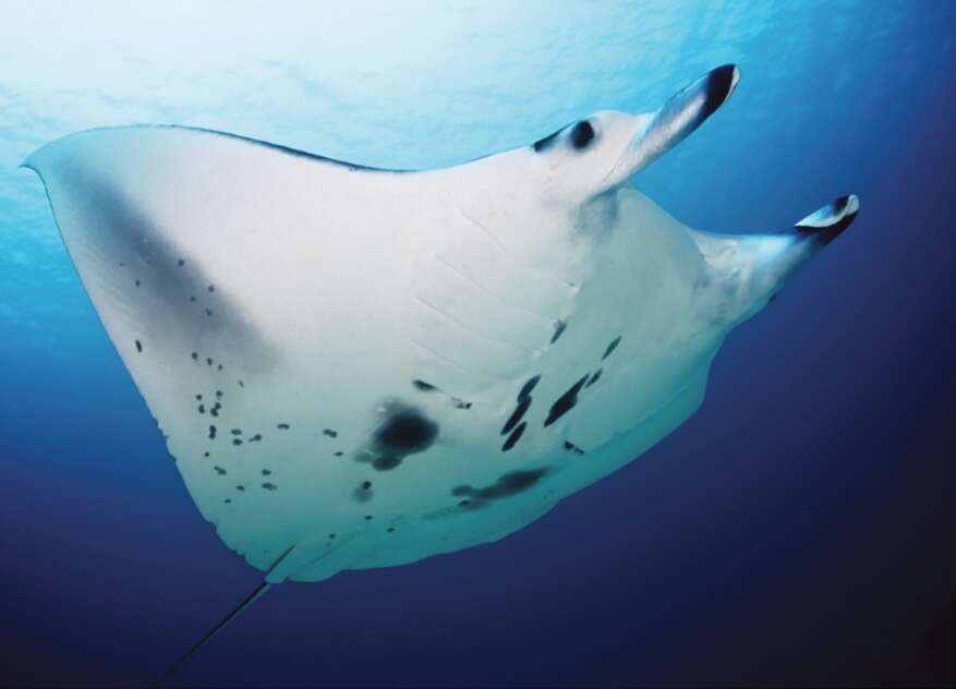 Image of Coastal Manta Ray