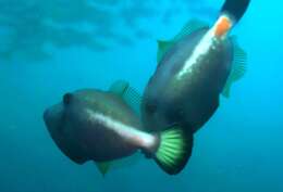 Image of Yellow-striped leatherjacket