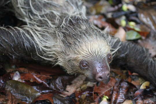 Image of two-toed sloths