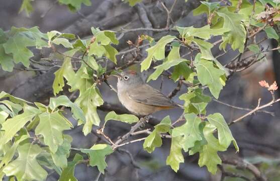 Image of Colima Warbler