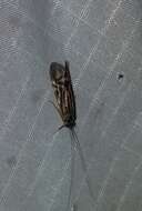 Image of Zebra Caddisfly