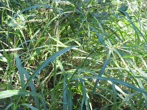 Image of itchgrass